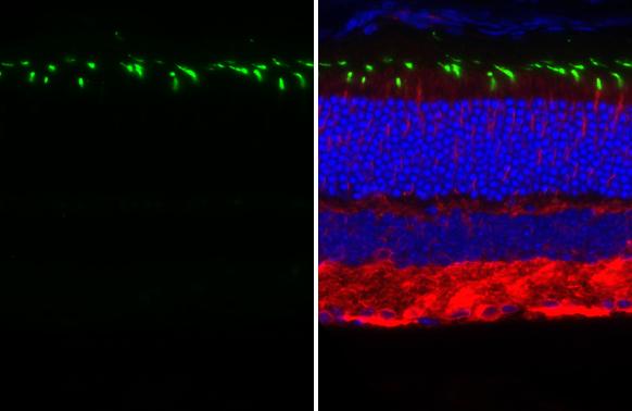 Opsin 1 (Medium Wave) Antibody (HL3435)
