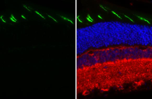 Opsin 1 (Medium Wave) Antibody (HL3435)