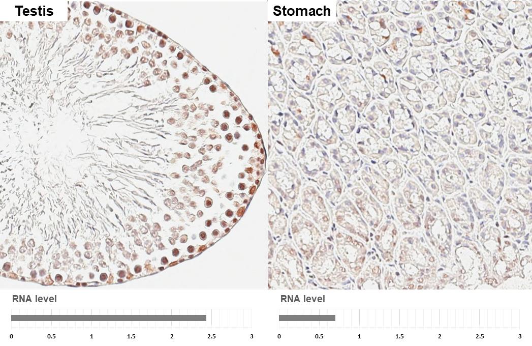 POLR3A Antibody (HL3437)