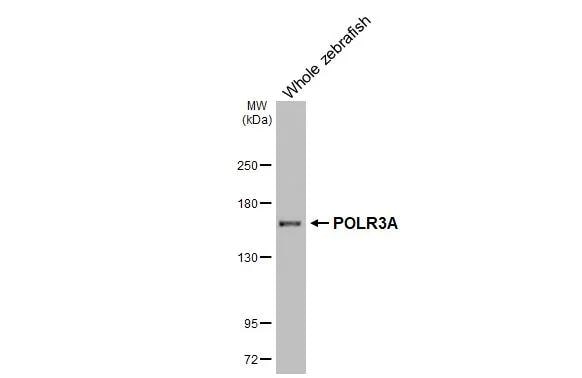 POLR3A Antibody (HL3437)