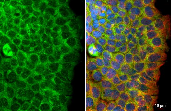 Flightless I Antibody (HL3438)