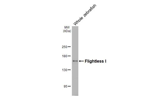Flightless I Antibody (HL3438)