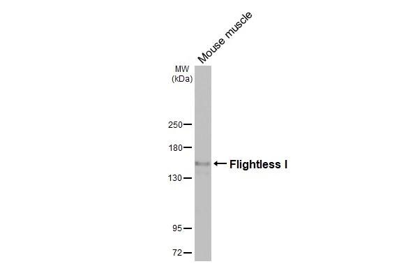 Flightless I Antibody (HL3438)