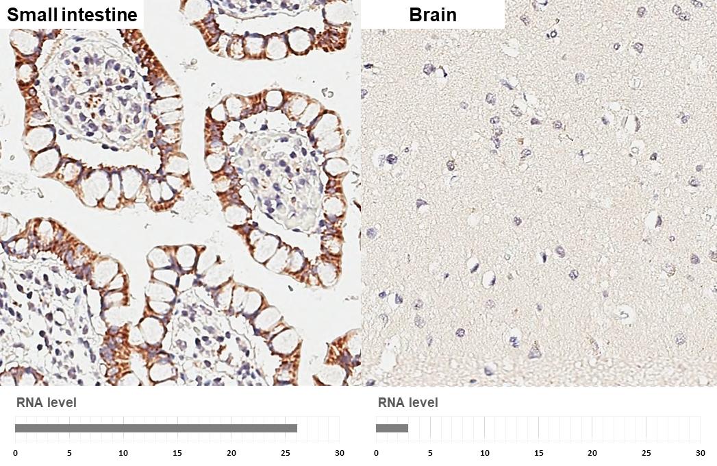 HKDC1 Antibody (HL3464)