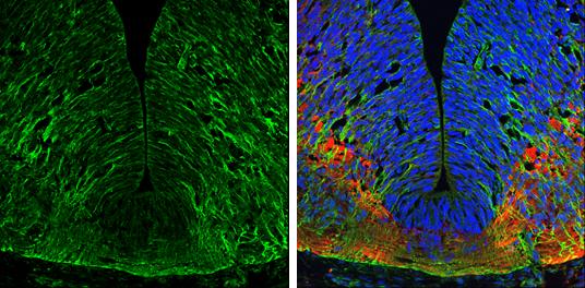 EFHD2 Antibody - BSA Free
