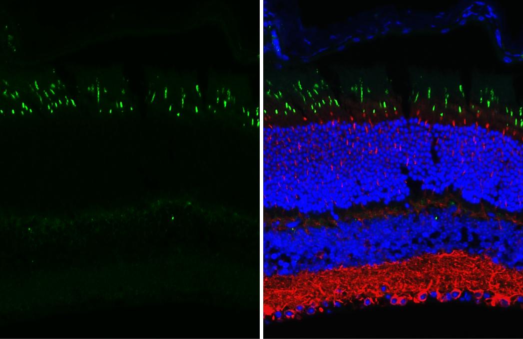 Opsin 1 (Medium Wave) Antibody (HL3484)