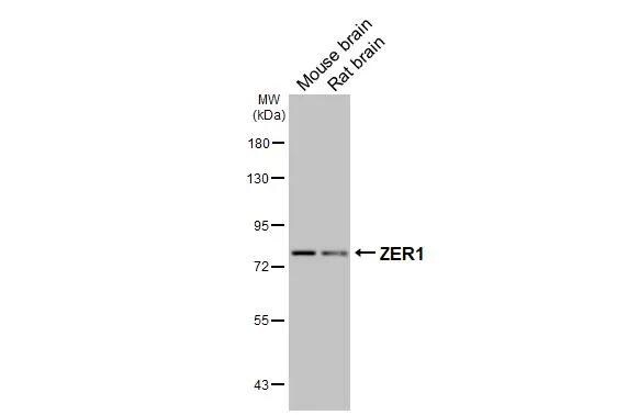 ZER1 Antibody (HL3491)