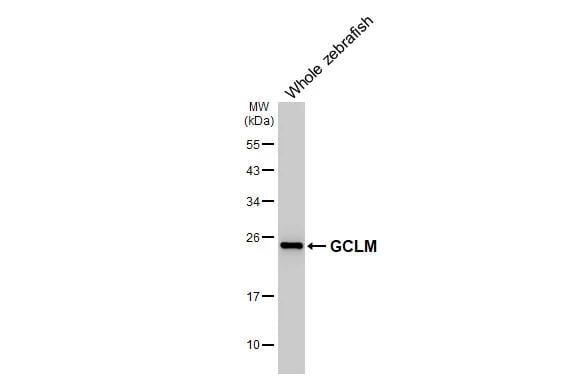 GCLM Antibody (HL3517)