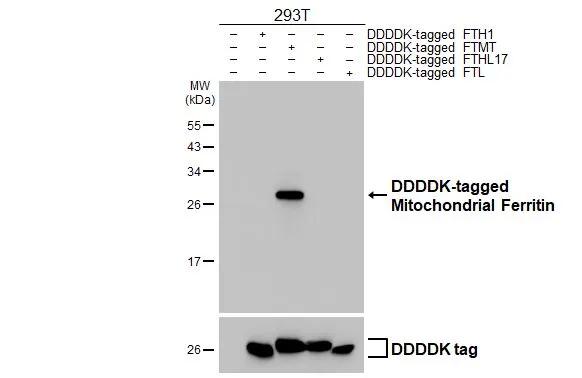 Ferritin mitochondrial Antibody (HL3521)