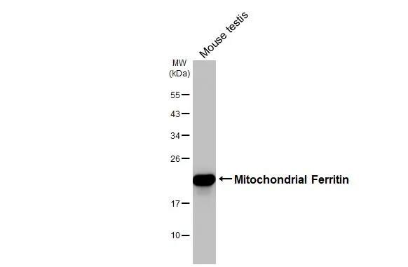 Ferritin mitochondrial Antibody (HL3521)