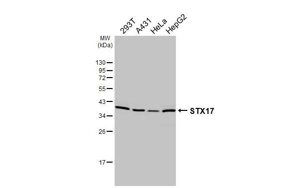 STX17 Antibody (HL3534)