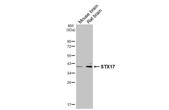 STX17 Antibody (HL3534)