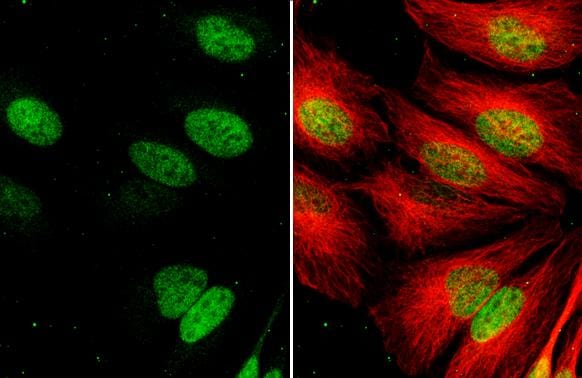 Exonuclease 1 Antibody (HL3547)