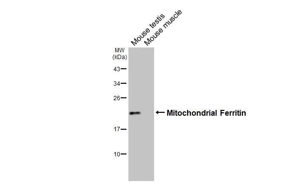 Ferritin mitochondrial Antibody (HL3687)