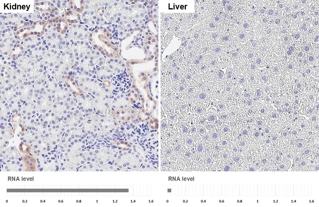 PHACTR1 Antibody (HL3726)