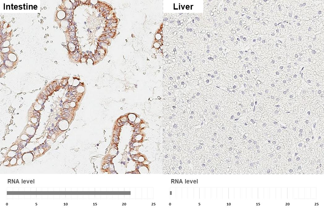 HKDC1 Antibody (HL3743)