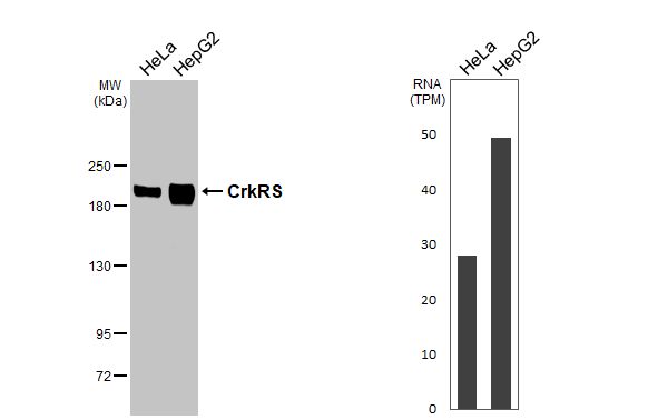 CDK12 Antibody (HL3756)