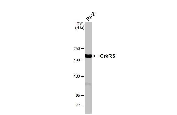 CDK12 Antibody (HL3756)