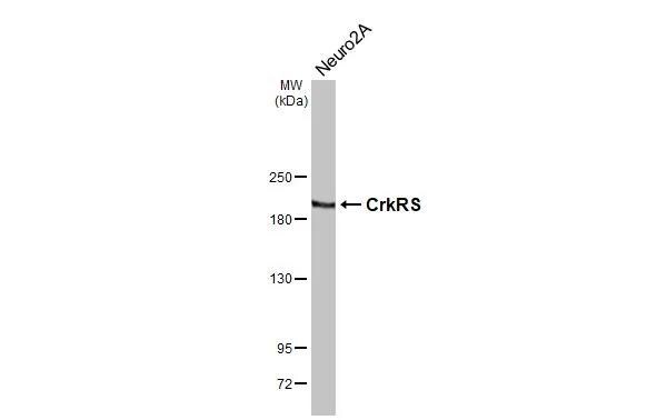 CDK12 Antibody (HL3756)