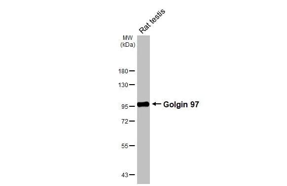 Golgin 97 Antibody (HL3788)