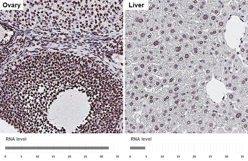 Aly Antibody (HL3813)