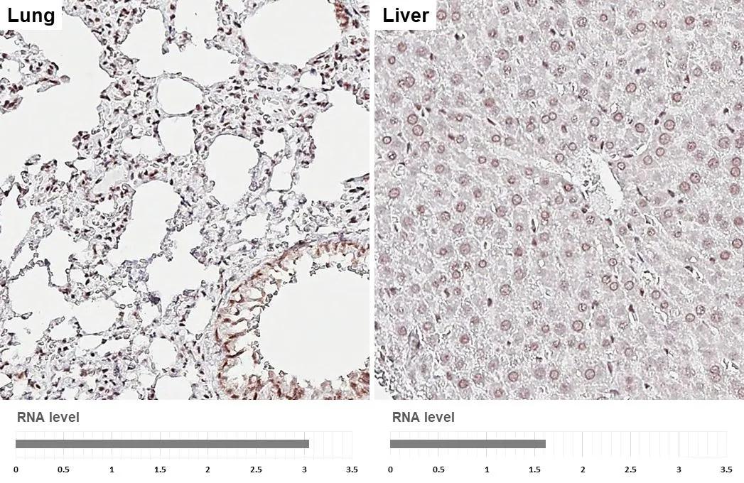 Aly Antibody (HL3813)