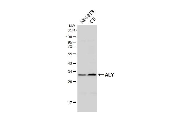 Aly Antibody (HL3813)