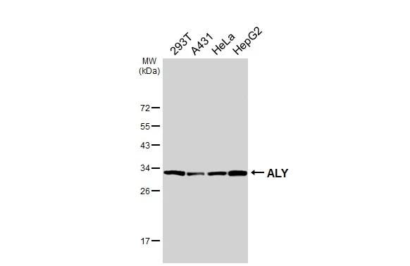Aly Antibody (HL3813)