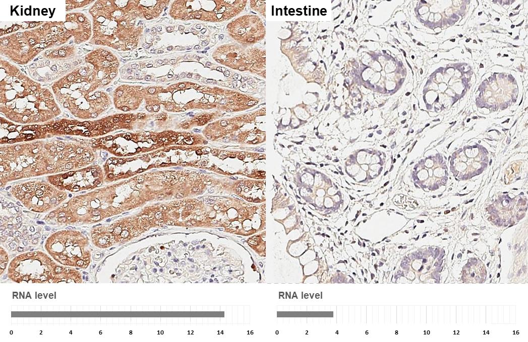 PATJ Antibody (HL3842)