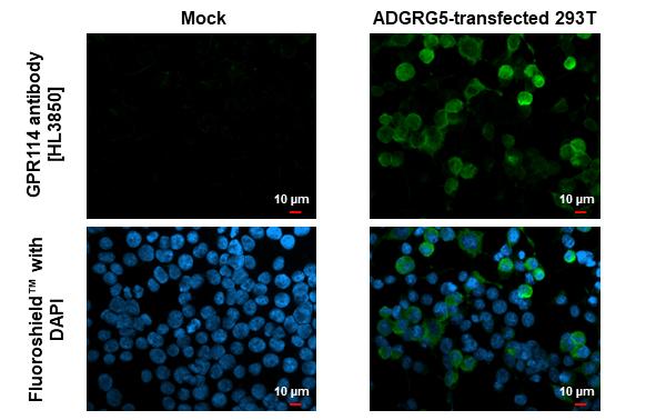 GPR114 Antibody (HL3850)