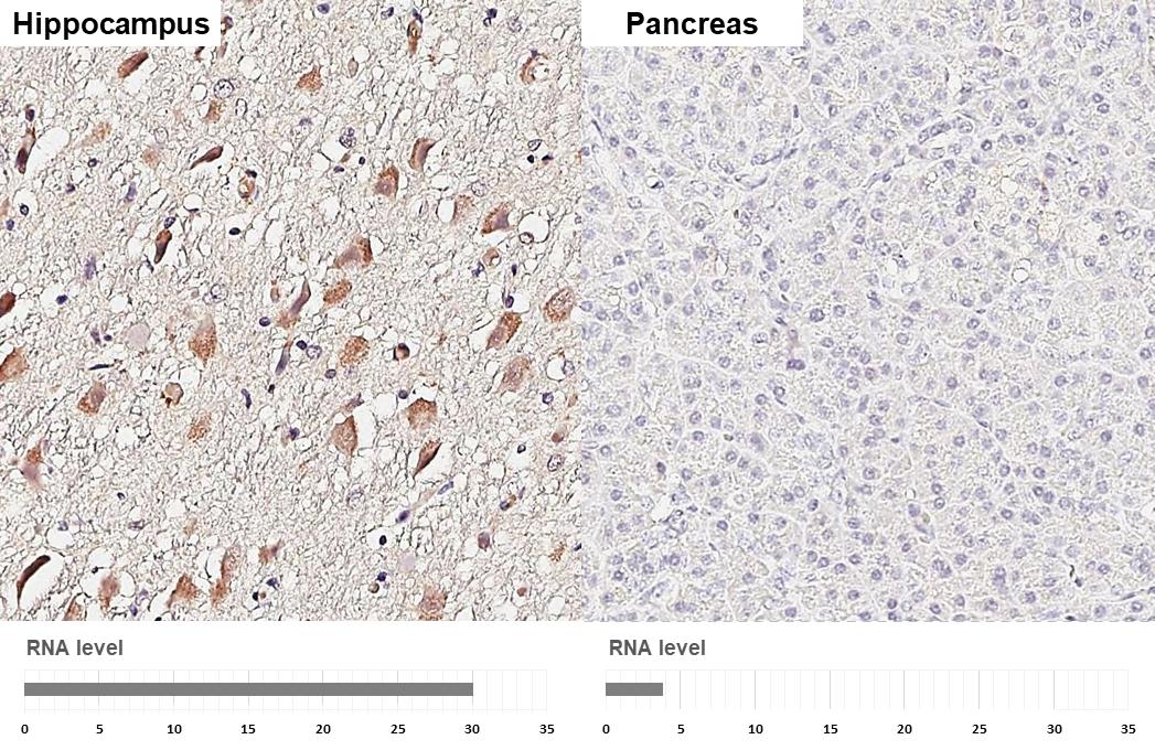 5-HT1E Antibody (HL3875)