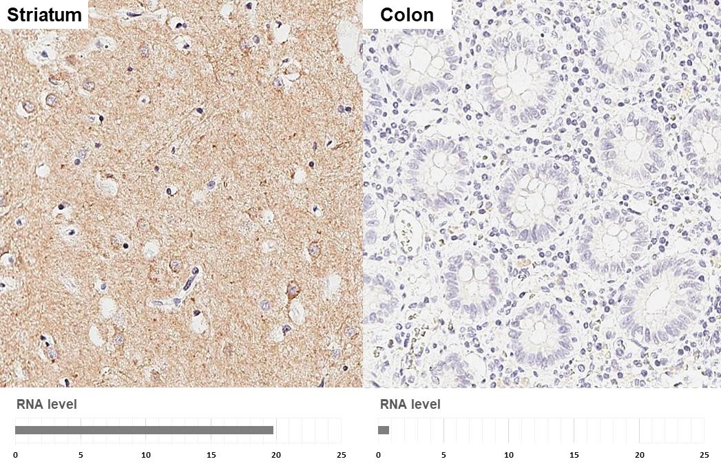 Muscarinic Acetylcholine Receptor M1/CHRM1 Antibody (HL3933)