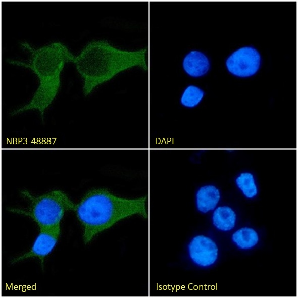 EphA3 Antibody (IIIA4) - Chimeric EphA3 Antibody (IIIA4) - Chimeric