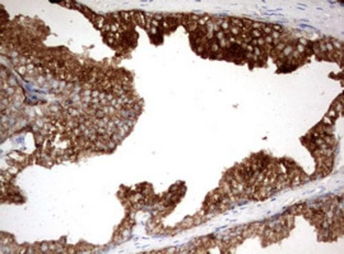 Kallikrein 2 Antibody (OTI5D6) - Azide and BSA Free