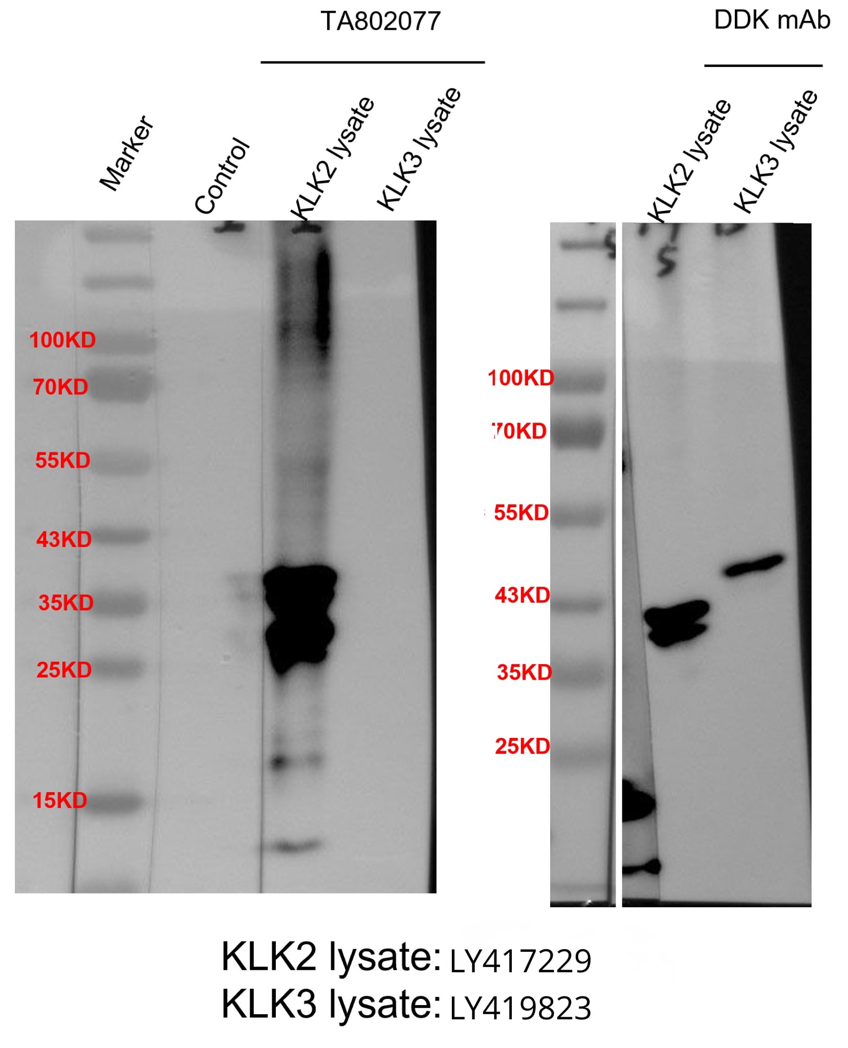 Kallikrein 2 Antibody (OTI5D6) - Azide and BSA Free