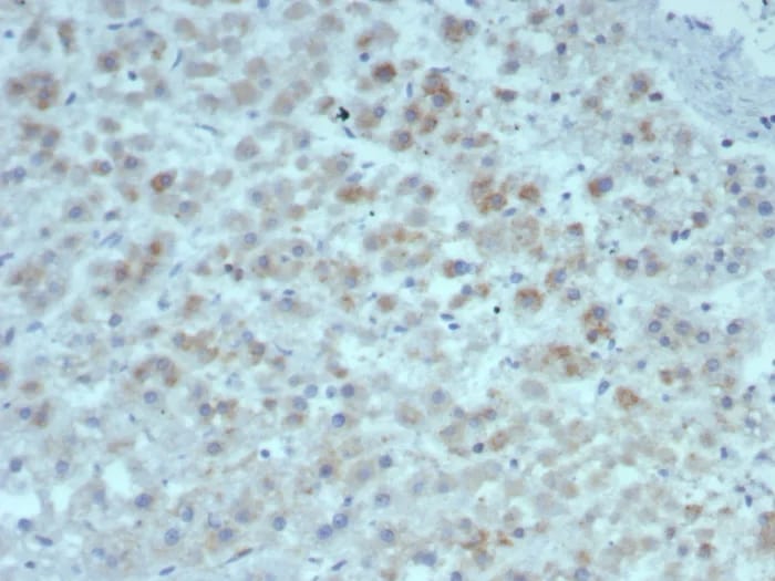 IL-15 Antibody (rIL15/8050)