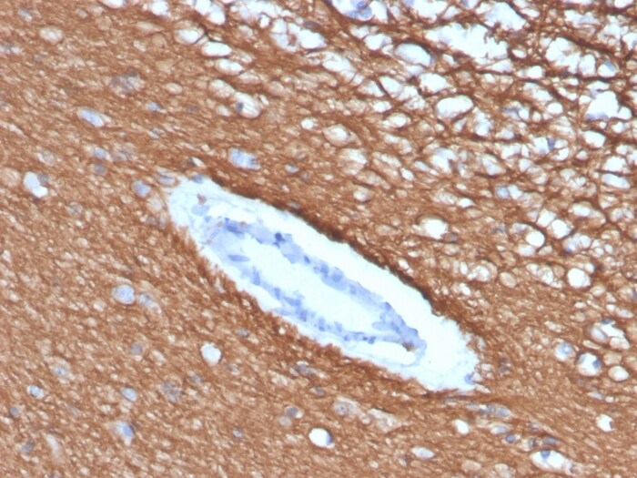MBP Antibody (rMBP/4288)