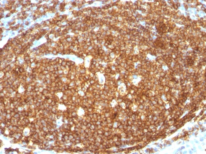 CD45RB Antibody (N/A)