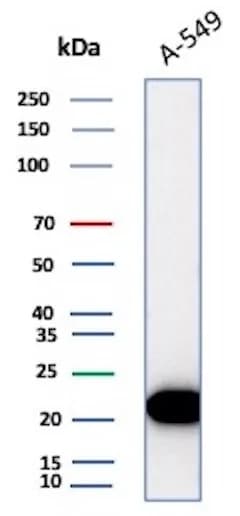 Bax Antibody (rBAX/962)