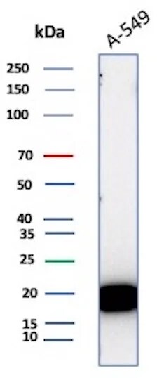 Bax Antibody (BAX/3158R)