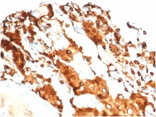 SP-D Antibody (SFTPD/7084R)