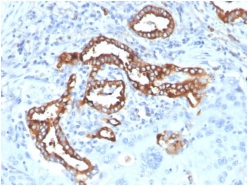 SP-D Antibody (SFTPD/7084R)