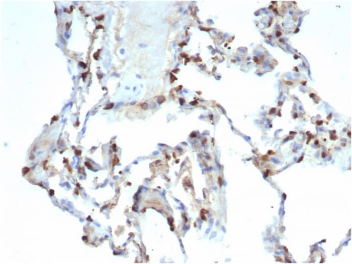 SP-D Antibody (SFTPD/7086R)
