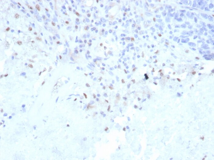 PU.1/Spi-1 Antibody (rPU1/2146)