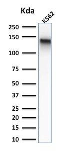 CD43/Sialophorin Antibody (rSPN/839)
