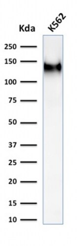CD43/Sialophorin Antibody (rSPN/1094)
