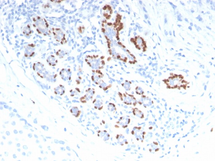 p40/deltaNp63 Antibody