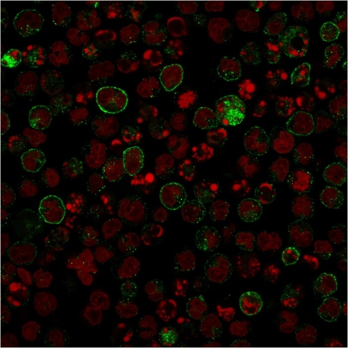 B7-2/CD86 Antibody (rC86/1146)