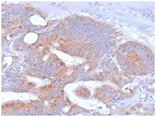 B7-2/CD86 Antibody (rC86/1146)