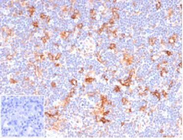 B7-2/CD86 Antibody (C86/6500R)